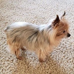 Meet your Posher, Dawn